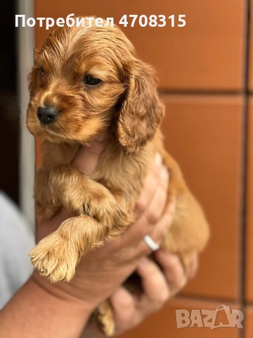 Кокер шпаньол истински червен момче