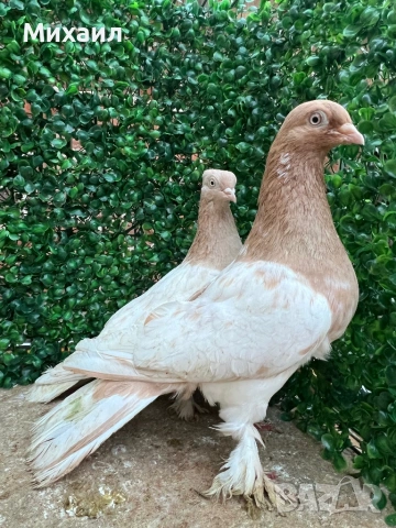 Сатинети, Унгарци, снимка 7 - Гълъби - 53406751