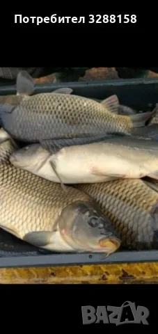 Шаран продавам 