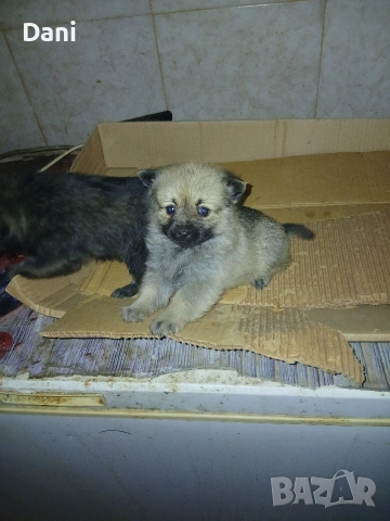 Mini wpicove, снимка 4 - Шпиц - 53598502