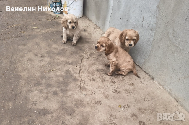 Английски кокер шпаньол , снимка 2 - Кокер шпаньол - 52335144