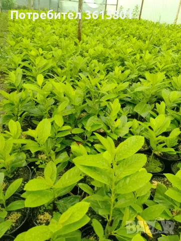 лавровишна 4лв, снимка 5 - Градински цветя и растения - 50394939