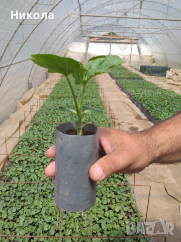 Разсад дини и пъпеши