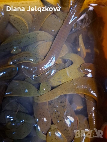 Пиявици за риболов, снимка 2 - Такъми - 53750883