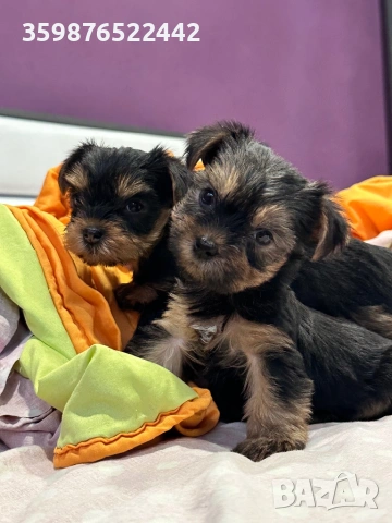 Йоркширски териерчета , снимка 2 - Йоркширски териер - 53932160