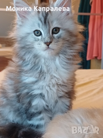 Мейн кун - последно женско котенце, снимка 2 - Мейн кун - 52864469