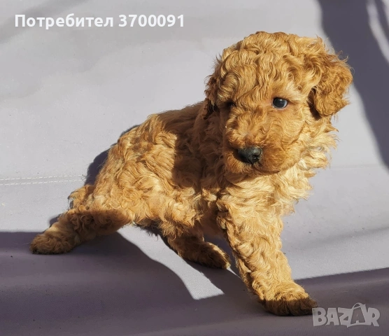 пудел / мини пуделче , снимка 3 - Пудели - 53075675