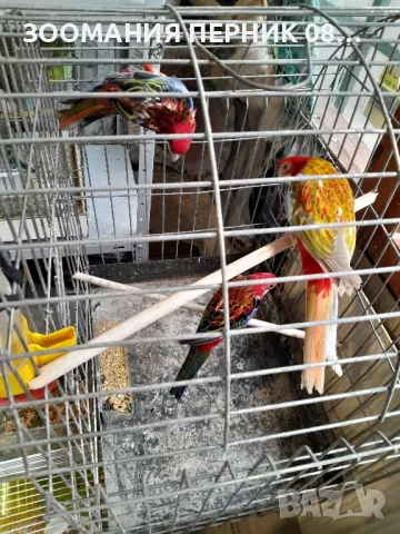 Розела , снимка 6 - Папагали - 50042742