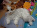 котка мяукаща движеща се 45 см USA играчка