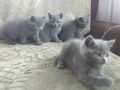 британски сини късокосмести котета, снимка 5