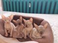 Канадски сфинкс котки - женски и мъжки, снимка 4