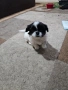 Женски Пекинез, снимка 4