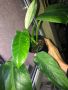 Philodendron Jose Buono , снимка 1 - Стайни растения - 45422461