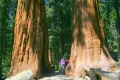15 x семена гигантска секвоя мамутово дърво sequoiadendron giganteum за декорация на двора, снимка 9