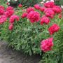 Червен кичест божур корен, снимка 1 - Градински цветя и растения - 45342194