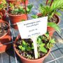 Хортензия Кандилайт, Hydrangea paniculata Candlllight за супер слънце!!, снимка 7