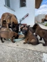 Белгийска овчарка Малиноа, снимка 4