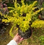 🧡🌿☀️ Берберис Тунберга ‘Aurea’ (Berberis thunbergii ‘Aurea’) , снимка 4