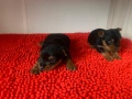 Мини и стандартни Йорки мъжки 35 дни и Супер мини Йорки мъжки 1,5 кг на две години, снимка 13