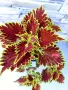 Coleus,сортови копривки, снимка 5