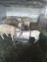 агнета , снимка 1 - Овце - 45571096