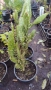 Опунция – Opuntia monacantha ‘Monstruosa’, снимка 5