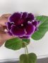 Каменно цвете, глоксиния, Gloxinia, снимка 1