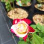 Роза сорт Double Delight,  Дабъл Дилайт, Двойно удоволствие, снимка 1 - Градински цветя и растения - 45830039