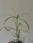 водна палма , снимка 1 - Стайни растения - 46018946