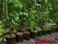100 бр. бамбукови семена - Phyllostachys nigra - Издръжлив рядък вид вечнозелен черен бамбук, снимка 2