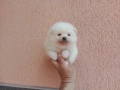 Бели Померани. Различни възрасти!, снимка 8