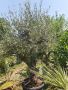 Маслиново дърво за перфектният декор на вашата градина!!!, снимка 9