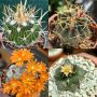 Продавам екзотични кактуси, колекционерски, редки видове - Echinocereus Nicholii, El Capitan и други, снимка 6