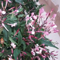 Жасмин ароматен-розов, снимка 3 - Градински цветя и растения - 45452540