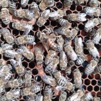 Пчелни майки, снимка 2 - За пчели - 37024156
