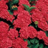 Хортензия в саксия 4 налични цвята, снимка 1 - Градински цветя и растения - 11290025