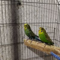 Продавам два броя вълнисти папагали , снимка 1 - Папагали - 45901100