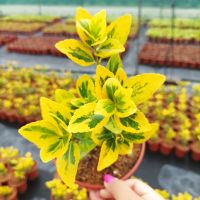 Евонимус Ауреа, студоустойчив и вечнозелен!!, снимка 5 - Градински цветя и растения - 44605545