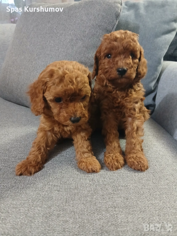 Продавам той пудел, снимка 1