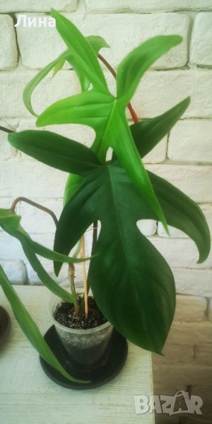 Филодендрон педатум/Philodendron pedatum /, снимка 1