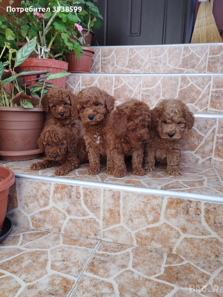 Мини Пуделчета., снимка 1