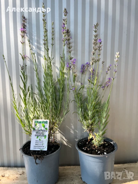 Лавандула на промо цена , снимка 1