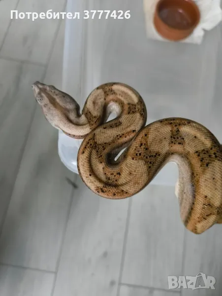 Боа Удушвач, снимка 1