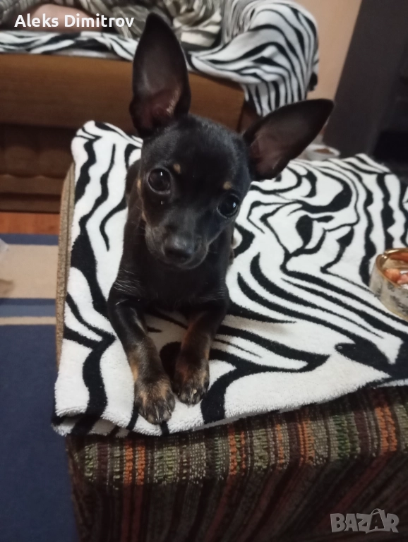 пинчер продавам , снимка 1