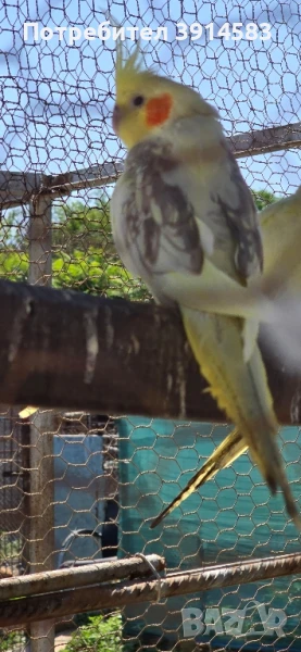 Папагали Корели 2 женски и 1 мъжки. 55лв броя.
, снимка 1