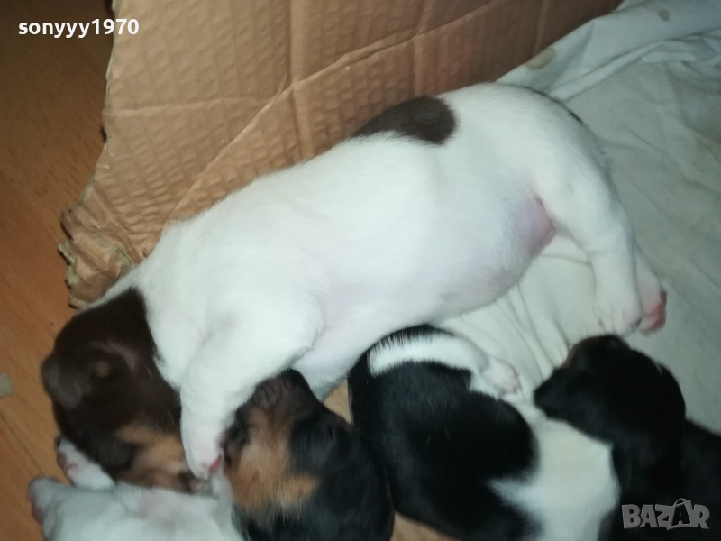 ДЖАК РЪСЕЛ БЕБЕТА-УНИКАЛНИ СЛАДУРИ 250ЛВ ЗА ЕДНО 0109251927, снимка 1