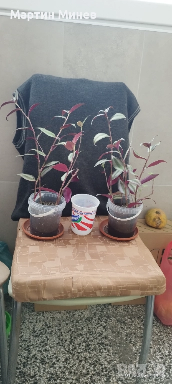 Tradescantia zebrina, снимка 1