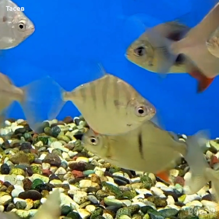 Милеус сетигер 5см, снимка 1