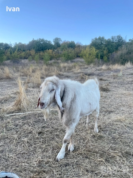 Пръч, снимка 1