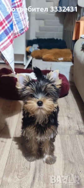 Йоркширски терьер момиче, снимка 1